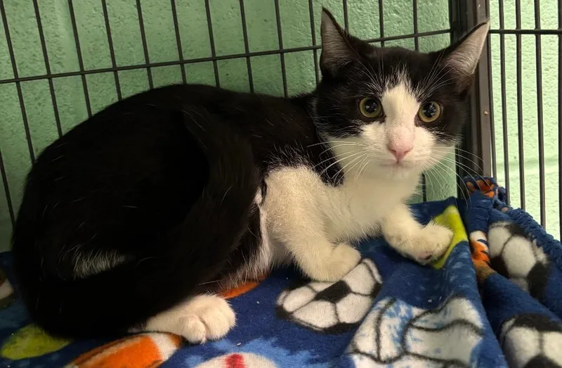 A young medium-sized male Black & White / Tuxedo Tuxedo cat named Herbie for adoption in Frankfort, KY