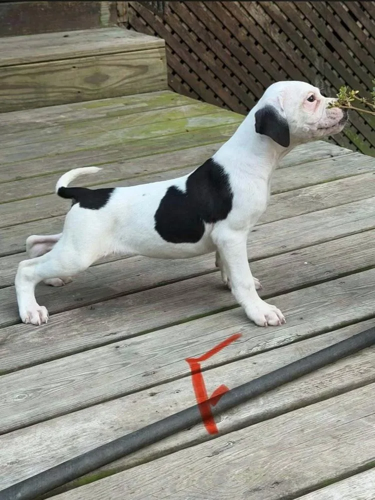 A baby large-sized female American Bulldog dog named Nellie for adoption in Osgood, IN
