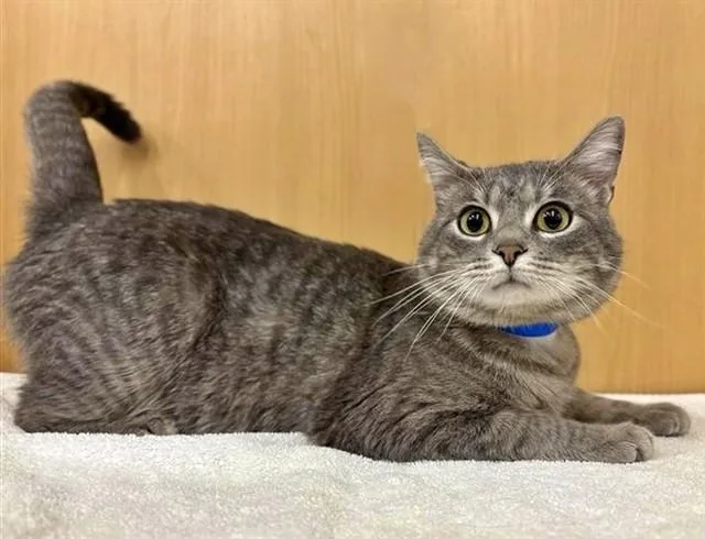 A young medium-sized male Domestic Short Hair cat named Birk for adoption in Saint Louis, MO
