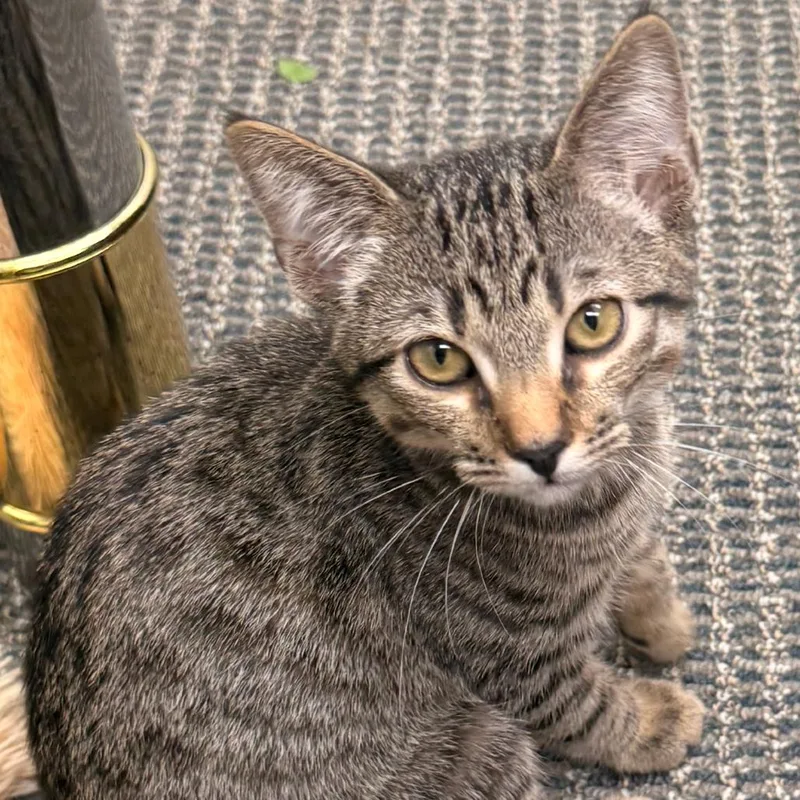 A young small-sized female Gray / Blue / Silver Domestic Short Hair cat named Pusheen for adoption in Los Angeles, CA