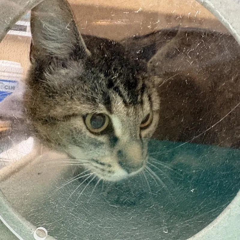 An adult medium-sized male Brown / Chocolate Domestic Short Hair cat named Milo for adoption in Tacoma, WA