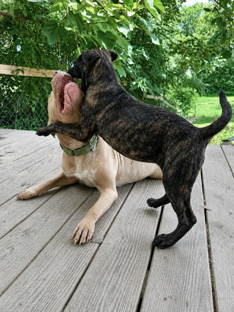 A baby medium-sized female Pit Bull Terrier dog named Baby Bug for adoption in Princeton, MA