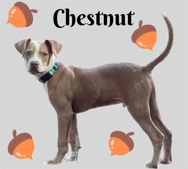 Chestnut