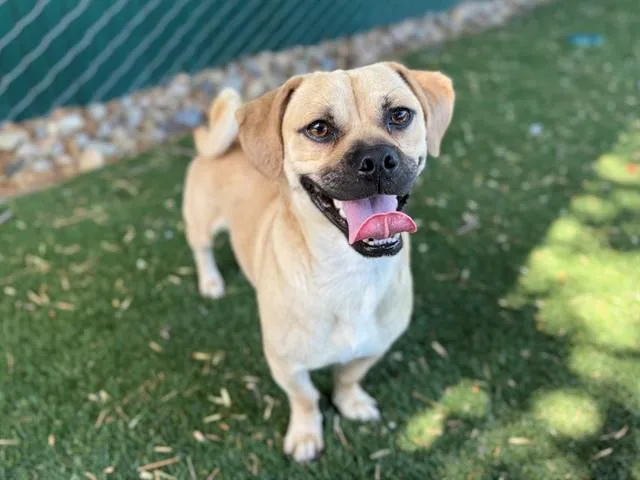 A young small-sized male Terrier dog named Ranger for adoption in Antioch, CA