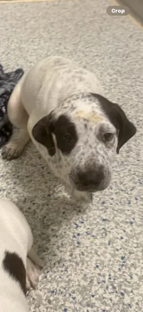 Dottie