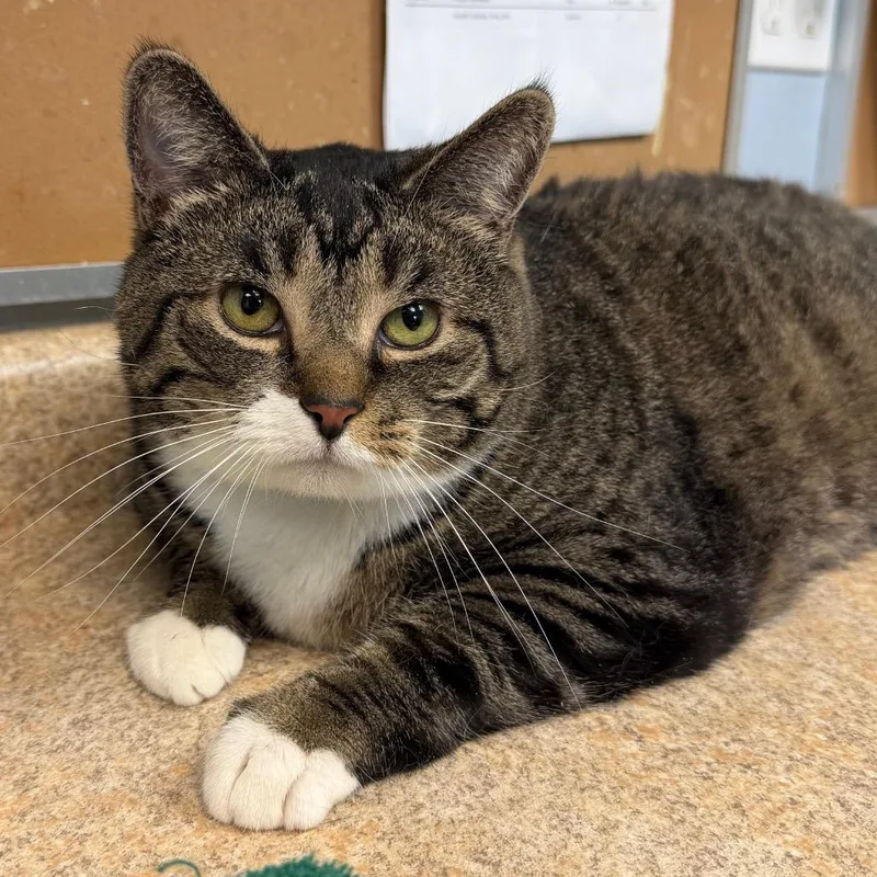 An adult extra large-sized female Brown / Chocolate Domestic Short Hair cat named Dumpling for adoption in Easton, PA
