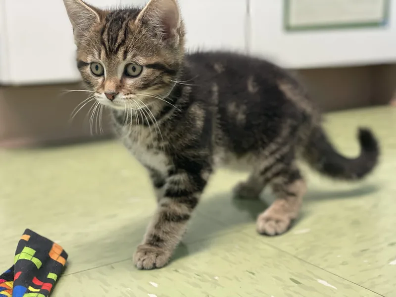 A young medium-sized male Domestic Short Hair cat named Ghost for adoption in Plain City, OH