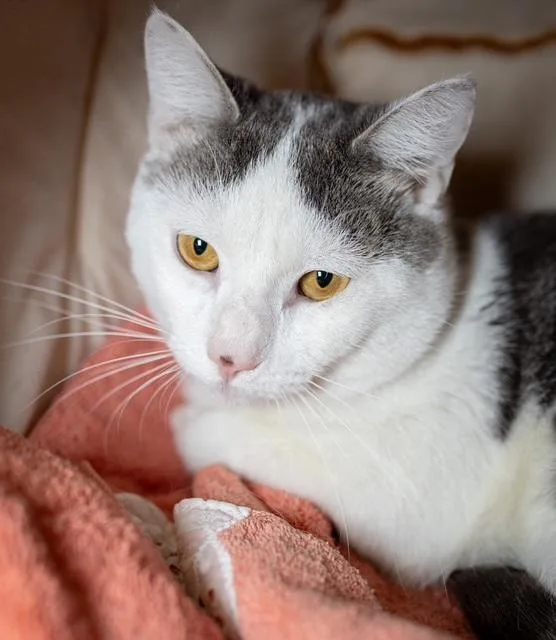 An adult small-sized male Domestic Short Hair cat named Slim for adoption in Boston, MA