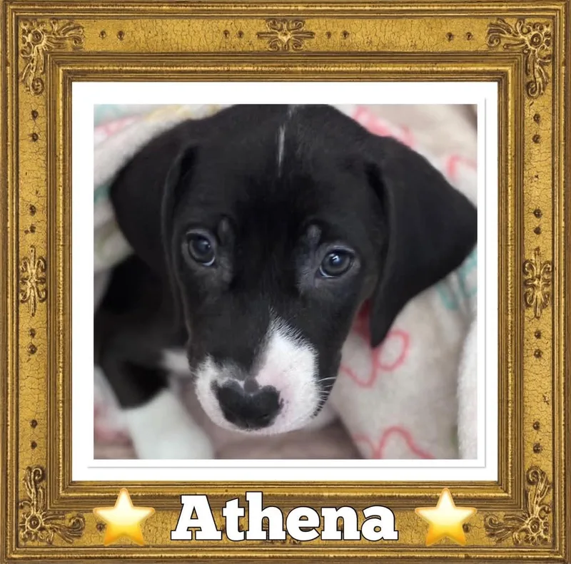 Athena