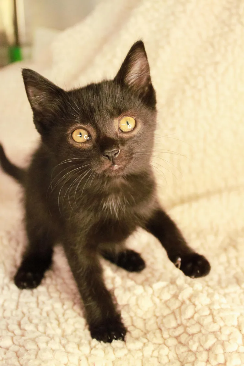 A baby medium-sized female Black Domestic Short Hair cat named Abyss for adoption in Ona, WV