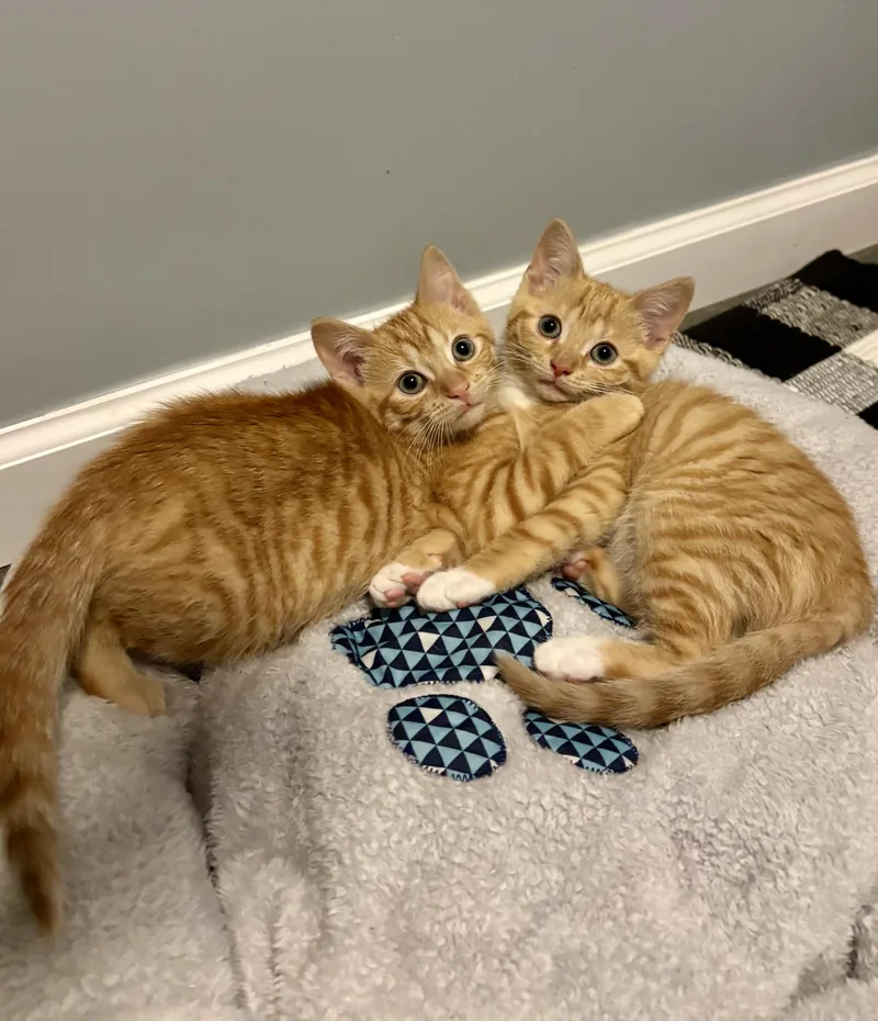 A baby medium-sized male Tabby (Orange / Red) Domestic Short Hair cat named Bahama for adoption in Franklin, OH