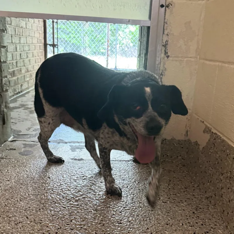 An adult medium-sized female Black Mixed Breed dog named Freckles for adoption in Pensacola, FL