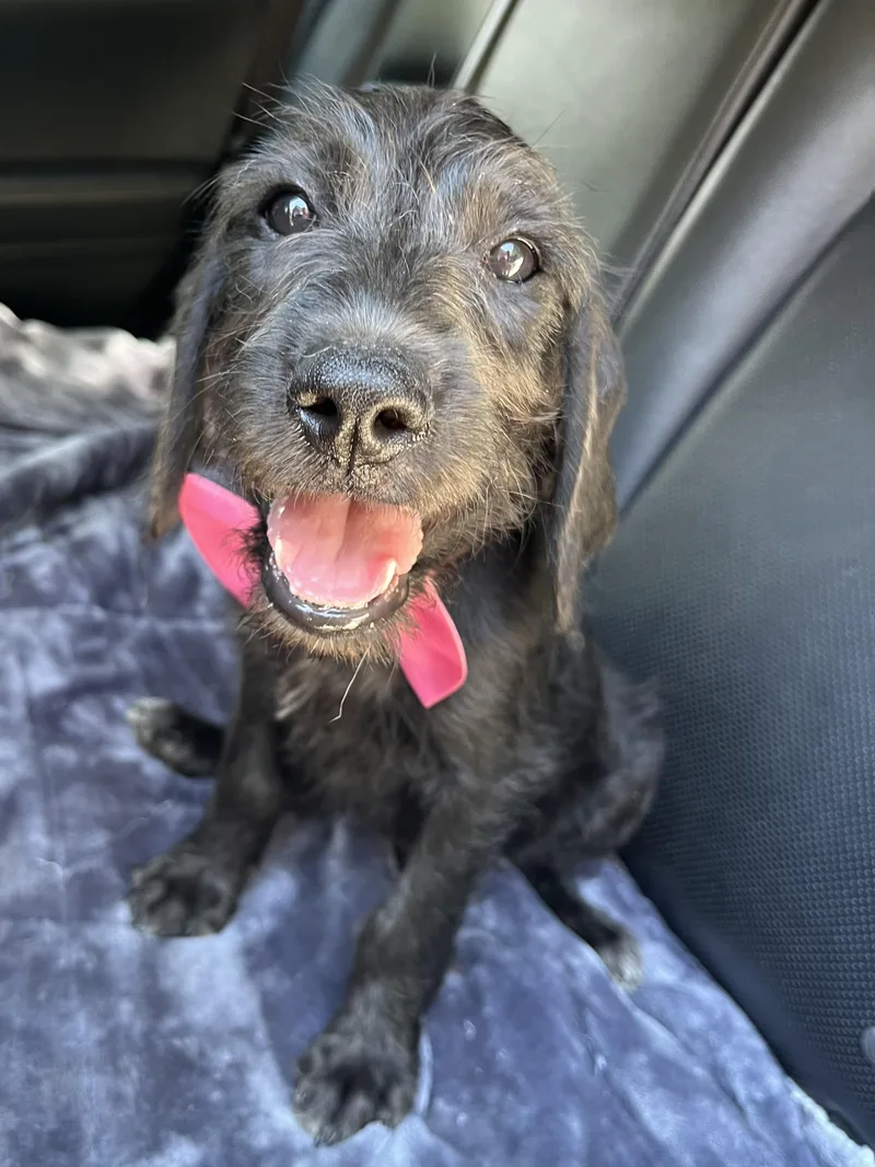 Pepper