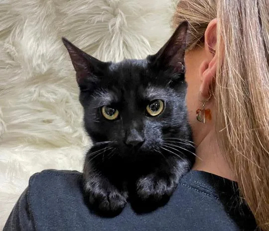 A baby medium-sized male Domestic Short Hair cat named Jr for adoption in Salt Lake City, UT