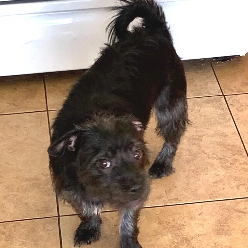A young small-sized female Black French Bulldog dog named Shadow for adoption in Las Vegas, NV