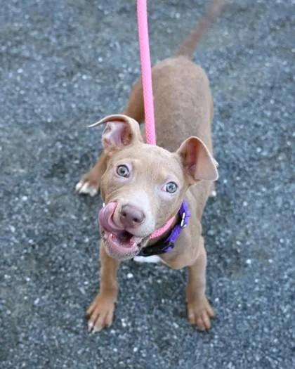A baby small-sized male Terrier dog named Charming for adoption in Washington, DC