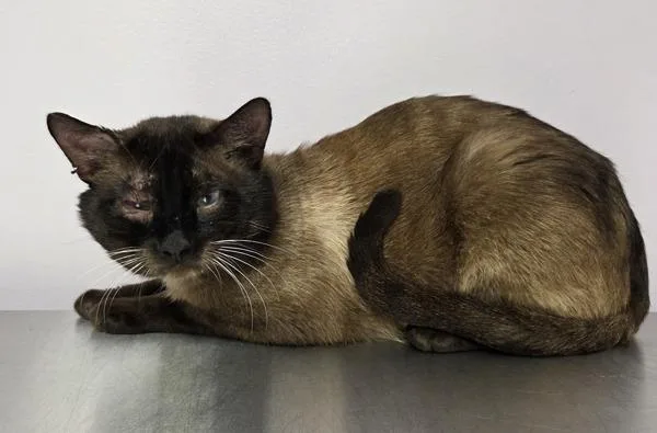An adult large-sized male Domestic Short Hair cat named Jackalope for adoption in Vancouver, WA
