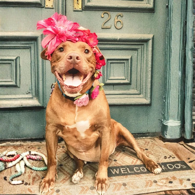 A senior large-sized female Red / Chestnut / Orange Pit Bull Terrier dog named Shades for adoption in New York, NY