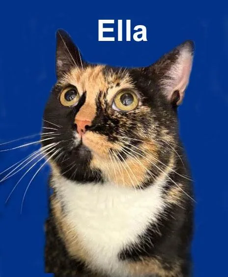 A young medium-sized female Calico Domestic Short Hair cat named Ella Ricc. for adoption in Stowe, PA