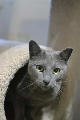 An adult medium-sized female Domestic Short Hair cat named Dahlia for adoption in New Orleans, LA