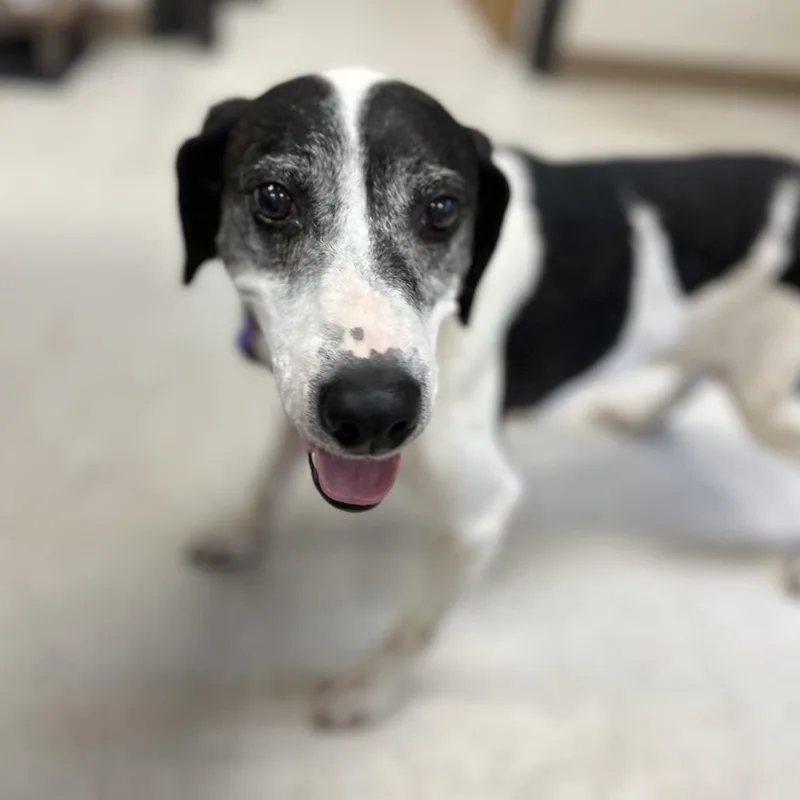 A senior medium-sized female Black Hound dog named Apple Jacks for adoption in Caryville, TN