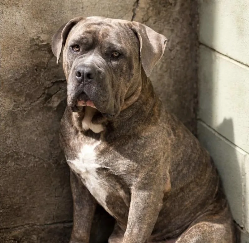 Werewolf thumbnail 2