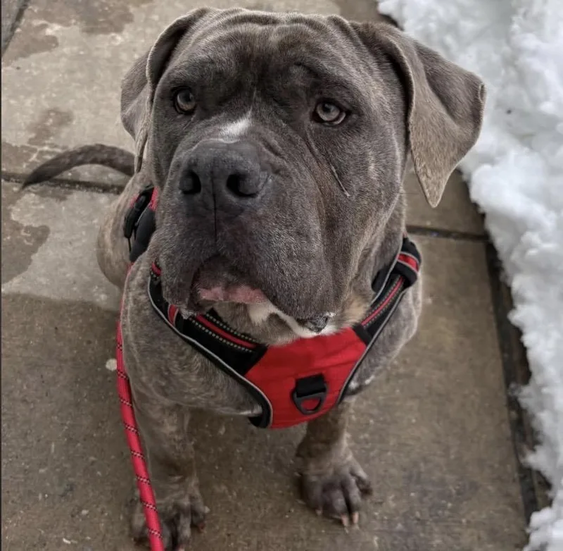 Werewolf thumbnail 3