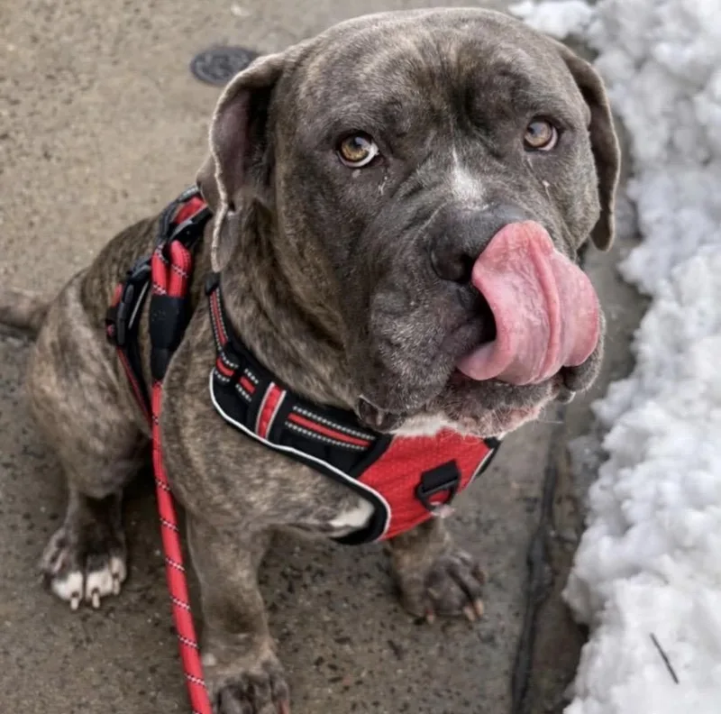 Werewolf thumbnail 4