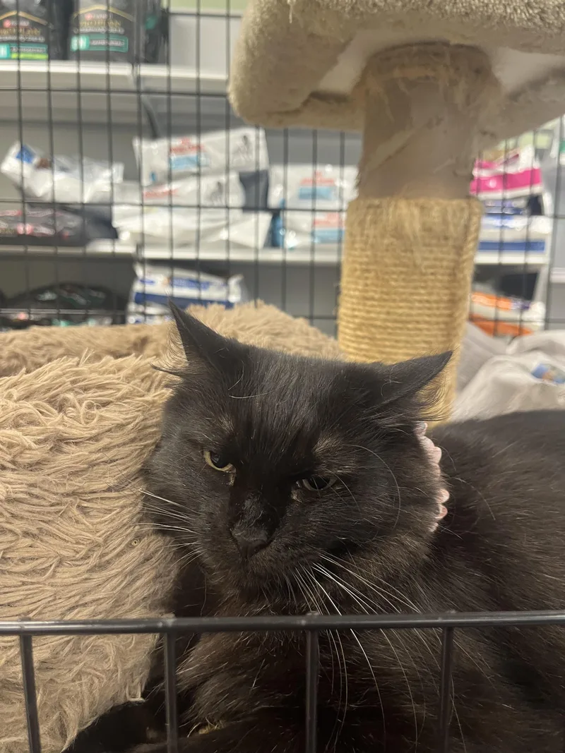 An adult small-sized female Black Domestic Medium Hair cat named Nori for adoption in Huntington Beach, CA