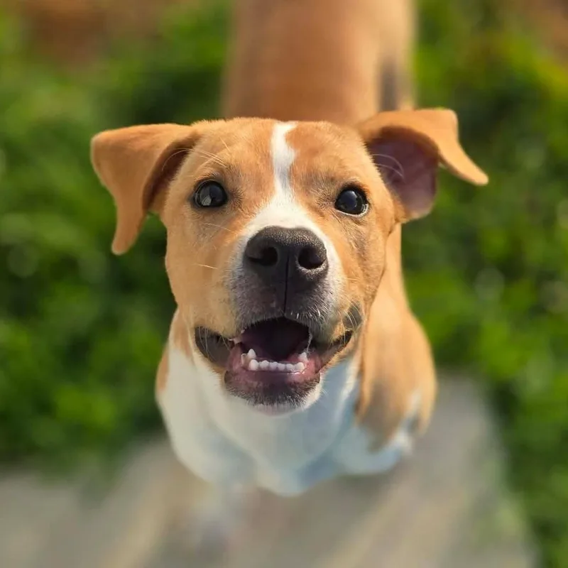 Java
