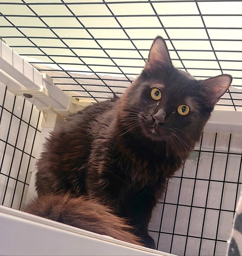 A baby medium-sized female Black Domestic Short Hair cat named Ilya & Svetlana for adoption in Kirkland, WA