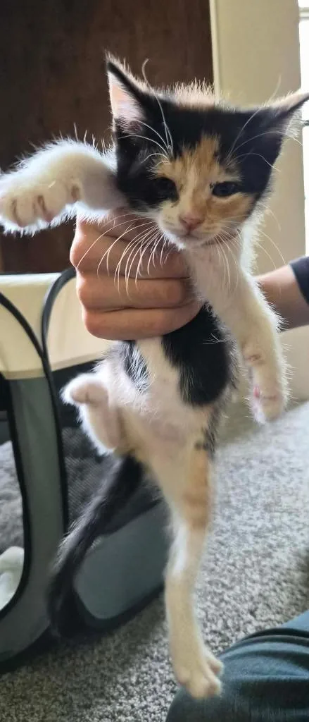 A baby small-sized female Domestic Short Hair cat named Pearl for adoption in Ada, OK