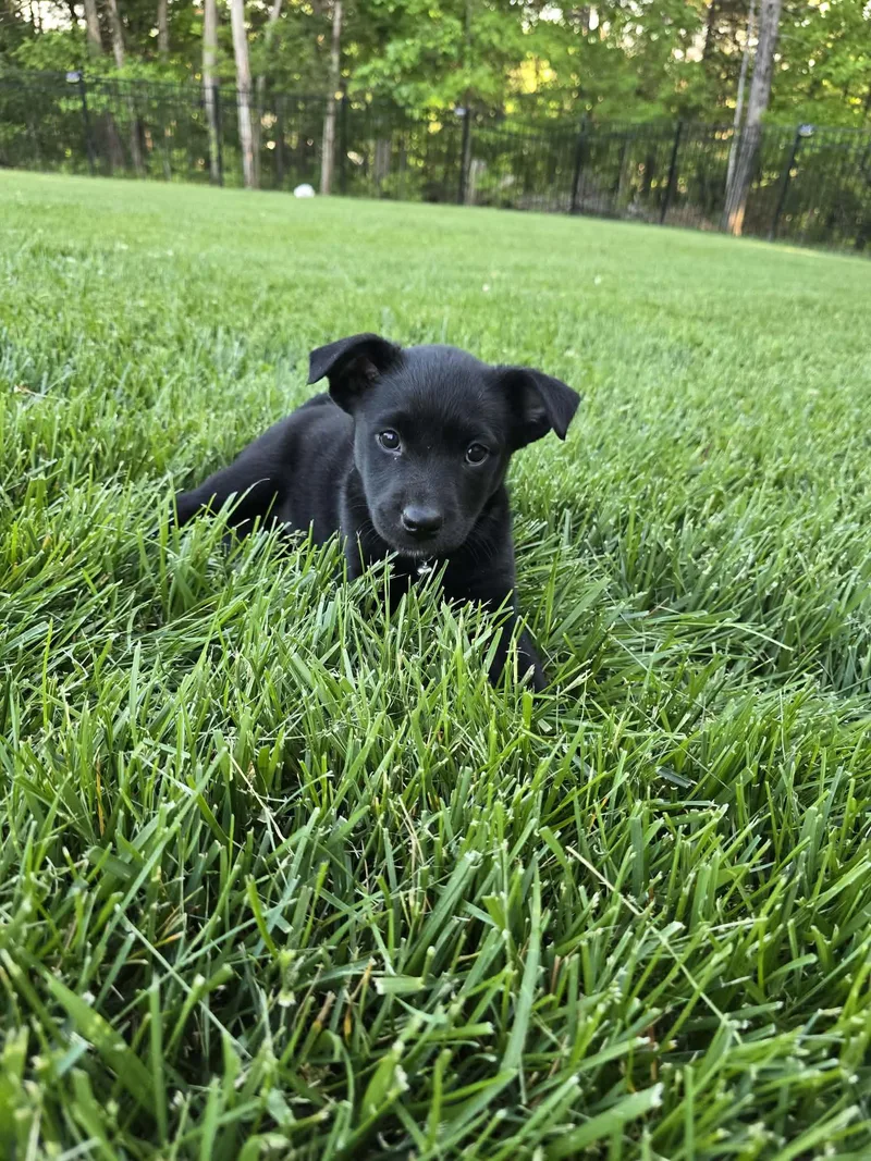 A baby medium-sized female Labrador Retriever dog named Lucy for adoption in Barnhart, MO