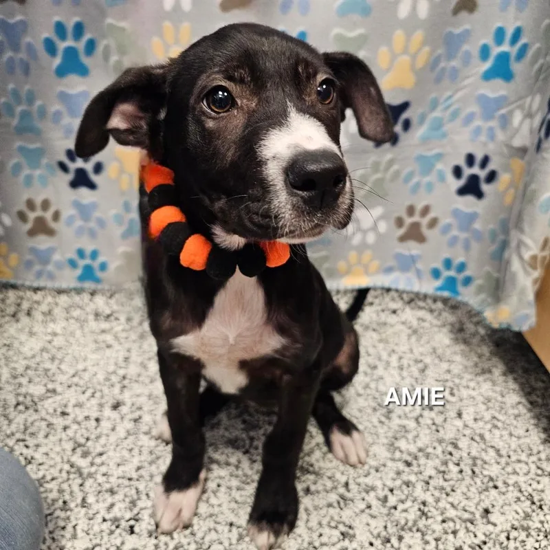 A young small-sized female Black Labrador Retriever dog named Allie for adoption in Madisonville, TN