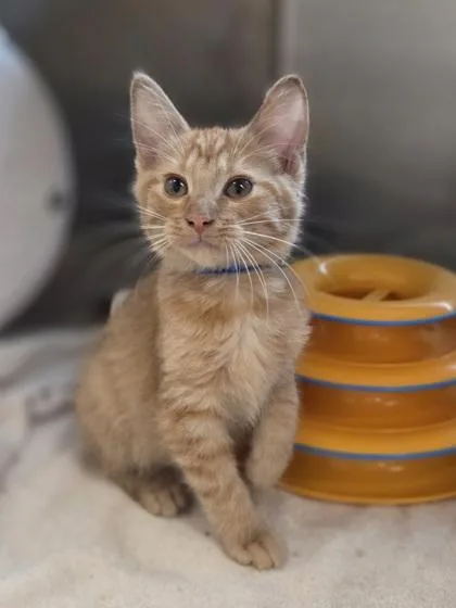 A baby small-sized male Domestic Short Hair cat named Crane for adoption in Westland, MI