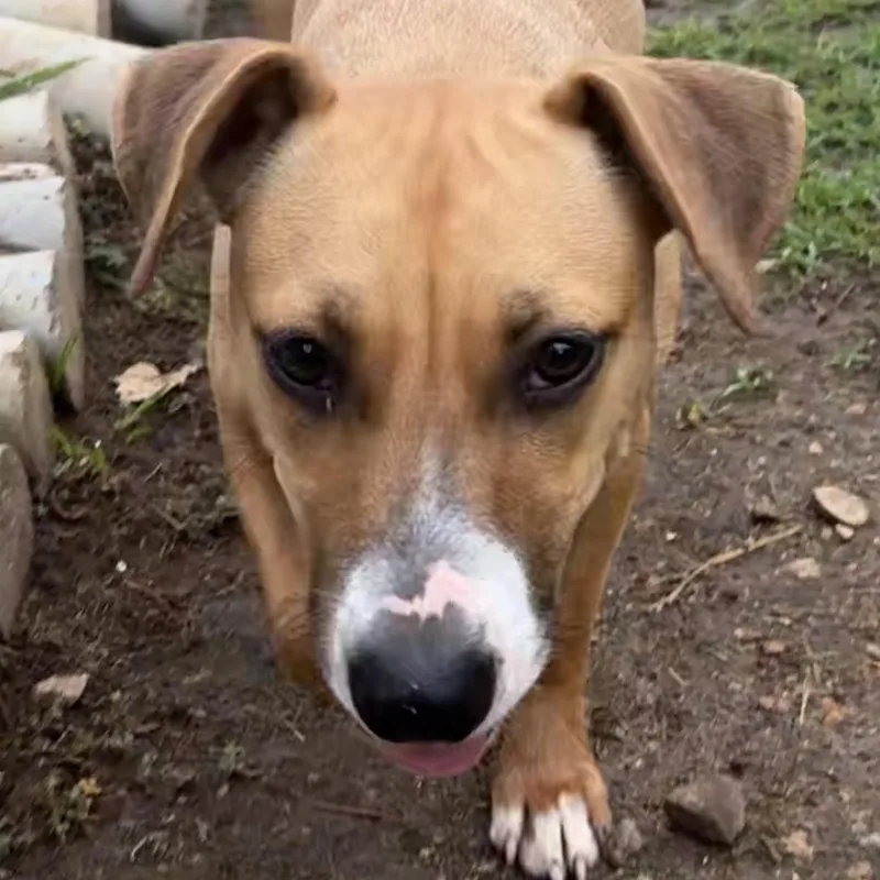 A young medium-sized female Yellow / Tan / Blond / Fawn Beagle dog named Mikado for adoption in Alexandria, LA