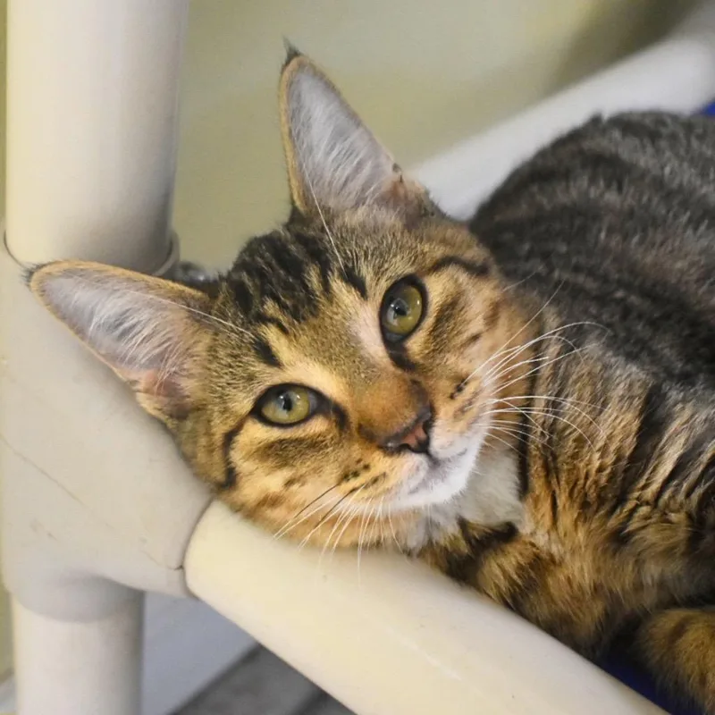 A baby medium-sized male Domestic Short Hair cat named Trent for adoption in Saint Petersburg, FL