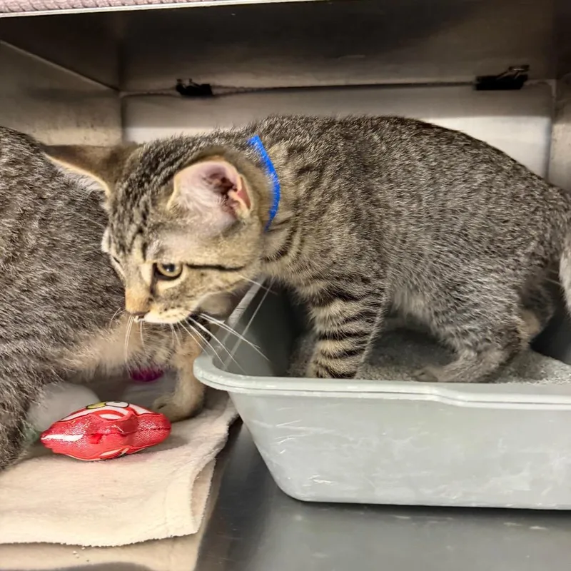 A baby small-sized male Brown / Chocolate Domestic Short Hair cat named Mr. Lahey for adoption in Hamburg, NY