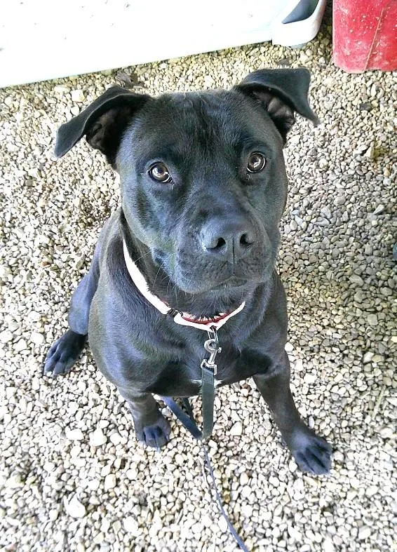 An adult medium-sized male Black Terrier dog named Joey for adoption in Pegram, TN