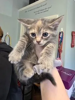 A baby small-sized female Domestic Short Hair cat named Pepper for adoption in West Chester, PA