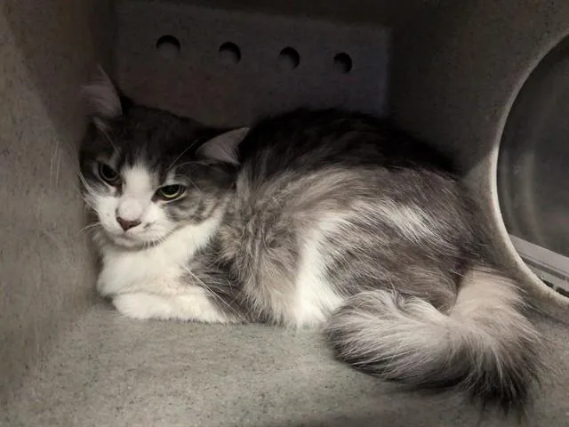 A young large-sized female Domestic Short Hair cat named Chum Chum for adoption in Lancaster, CA