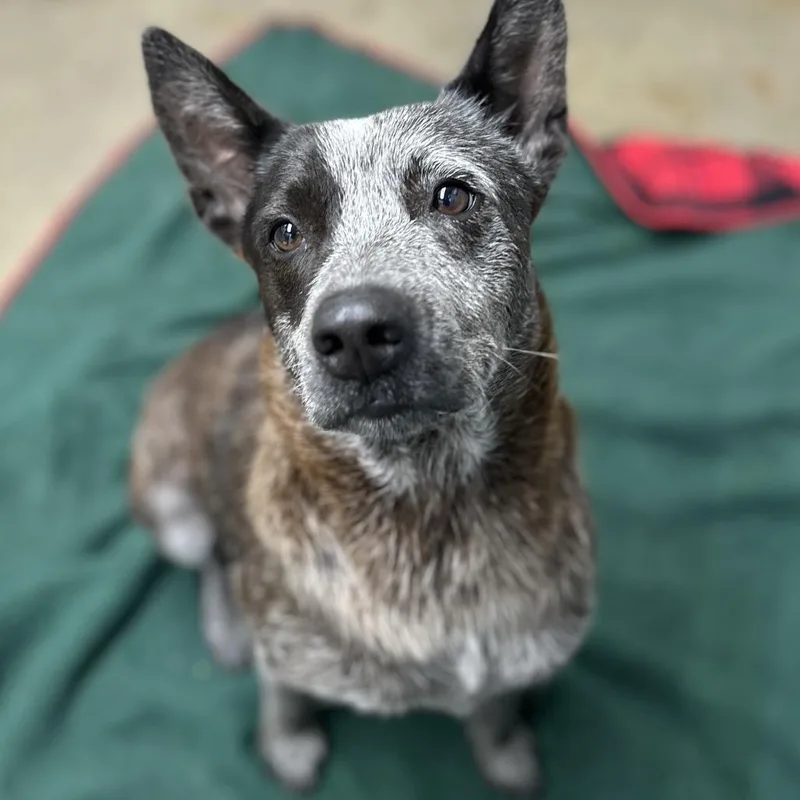 An adult medium-sized female Gray / Blue / Silver Australian Cattle Dog / Blue Heeler dog named Nellie for adoption in Springboro, OH