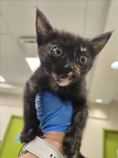 A baby small-sized female Domestic Short Hair cat named Rosalita for adoption in Las Vegas, NV