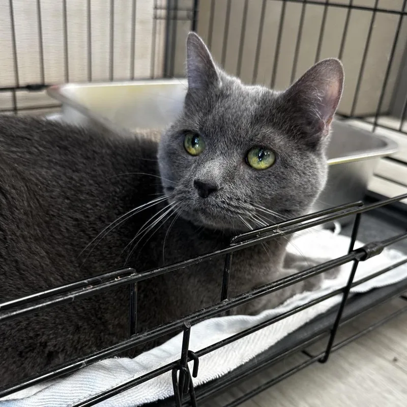 Little Grey