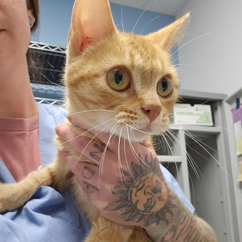 A young medium-sized female Orange / Red Domestic Short Hair cat named Newt for adoption in Oneonta, NY