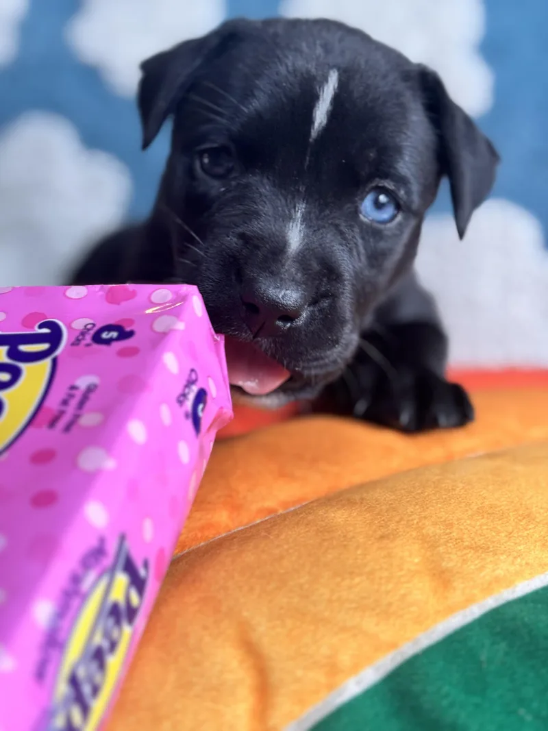 Celly Skates ~ Local thumbnail 2