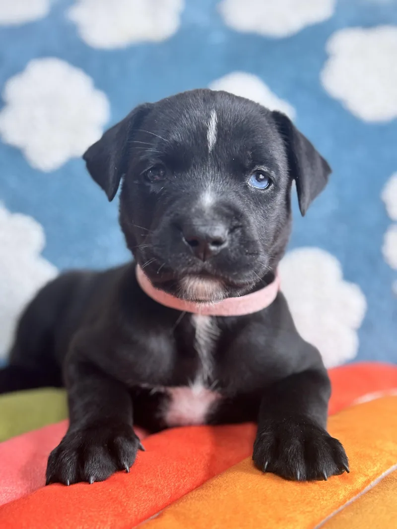 A baby medium-sized female Black Black Labrador Retriever dog named Celly Skates ~ Local for adoption in Andover, MA