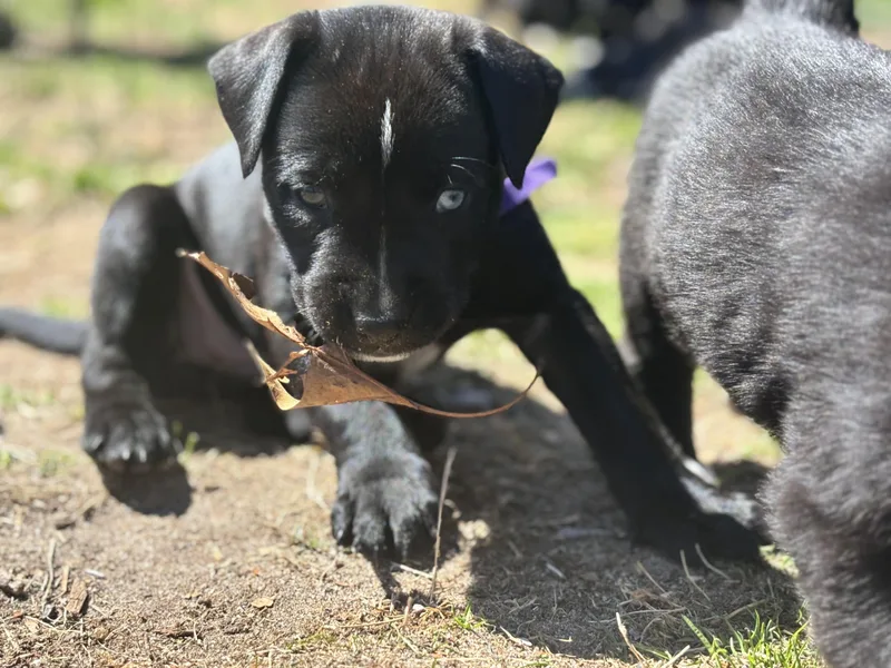 Celly Skates ~ Local thumbnail 4