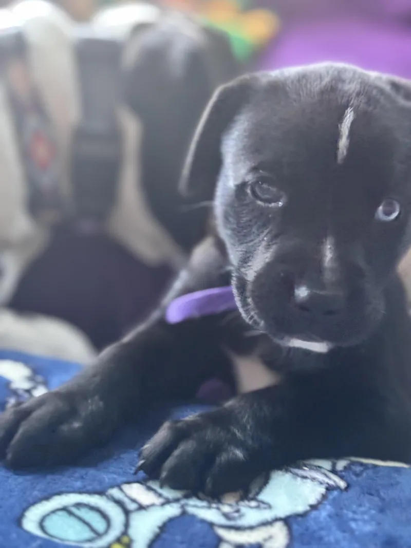 Celly Skates ~ Local thumbnail 5