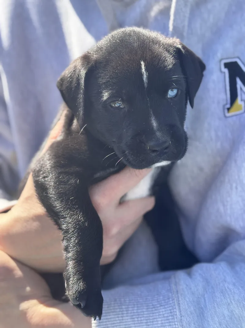 Celly Skates ~ Local thumbnail 6